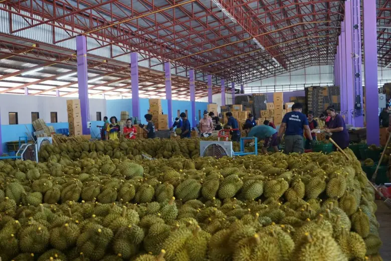 รมว.เกษตรฯ ดันทุเรียนไทย บุกตลาดจีนสำเร็จ พอใจมาตรการบริหารจัดการผลไม้ได้อย่างมีประสิทธิภาพ ผลผลิตมีคุณภาพ ยันไม่เคยพบเชื้อปนเปื้อน