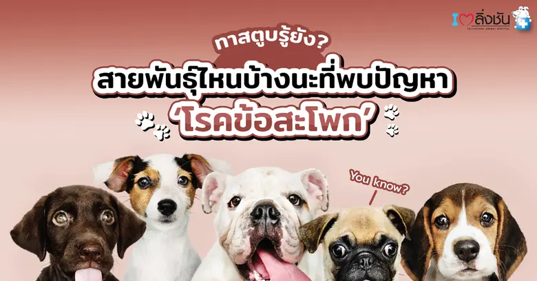 ทาสตูบทั้งหลายฟังทางนี้ โดยเฉพาะทาสมือใหม...