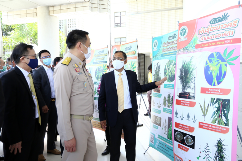 สธ.จับมือกรมวิทย์ฯตัดช่อดอกกัญชาพันธุ์ไทย พร้อมผลิตพันธุ์กัญชาต้นแบบคุณภาพดีต่อยอดงานวิจัย