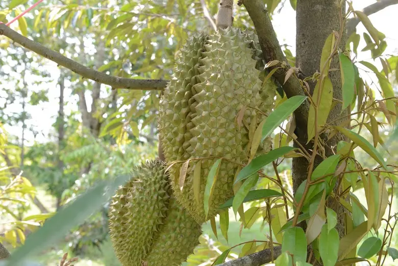 จีนขอสุ่มตรวจสวนและล้ง 4 ผลไม้ไทย ตอกย้ำความมั่นใจปลอดภัยทั้งศัตรูพืชและโควิด