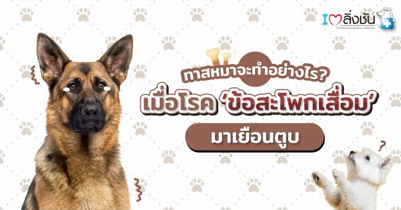 ทาสหมาจะทำอย่างไร? เมื่อโรค "ข้อสะโพกเสื่อม" มาเยือนตูบ
