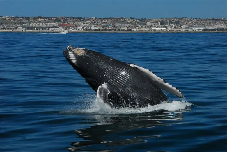 การขึ้นทะเบียนมรดกโลกของวาฬแห่งใหม่นี้ ทำ...