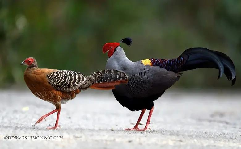 วว. เชิญชวน "เที่ยวผืนป่า  ล่าความรู้"  @ สถานีวิจัยสิ่งแวดล้อมสะแกราช  จังหวัดนครราชสีมา