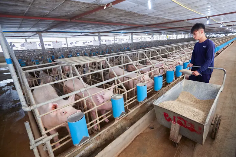 TFG มั่นใจผลิตภัณฑ์ "เนื้อไก่-สุกร" ปลอดภัย คุมเข้มคุณภาพ-กระบวนการผลิตมาตรฐานสากล คาดครึ่งปีหลังราคาเนื้อสัตว์บกฟื้นดันผลงานปีนี้โตเข้าเป้า 10-15%