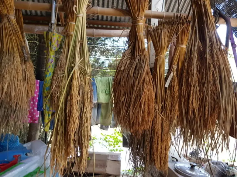 ม.มหิดล มอบองค์ความรู้บริหารจัดการเมล็ดพันธุ์ข้าวเพื่อการบริโภคและการผลิตอย่างยั่งยืนแก่ "กระดูกสันหลังของชาติ"