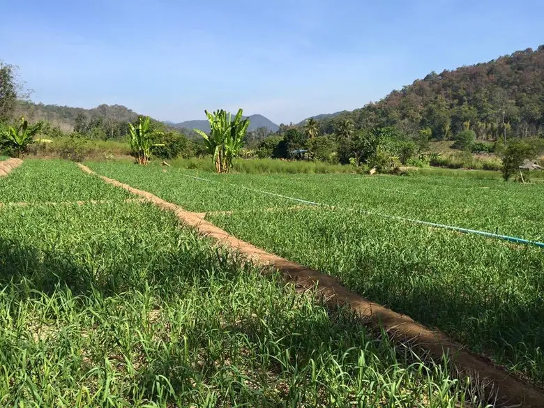 กองทุนฟื้นฟูฯ ย้ำระเบียบแก้หนี้ กรณีบุคคลค้ำประกัน ปี 63 เกษตรกรสมาชิกได้ประโยชน์เต็ม