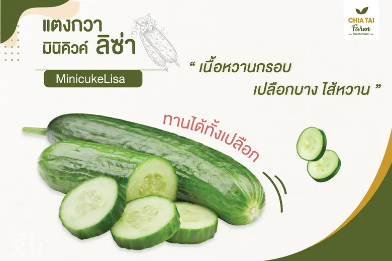 ลิ้มรสแตงกวา มินิคิวค์ ลิซ่า จากเจียไต๋ฟาร์ม  สัมผัสใหม่อร่อยกว่าเคย