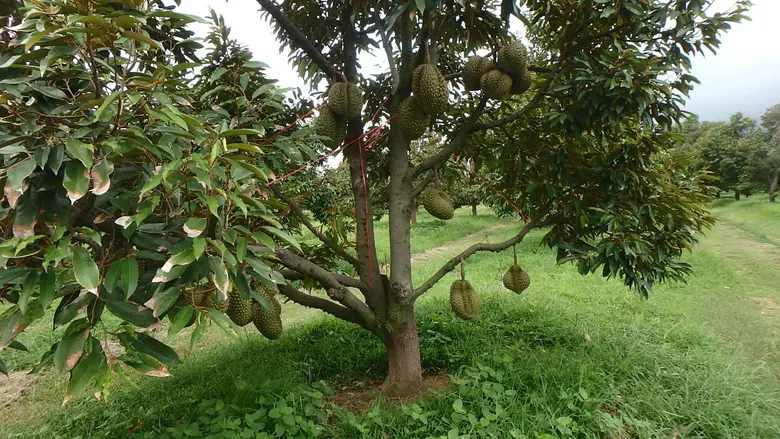 ทุเรียนรสเนยมาตรฐาน GAP แห่งแรกจังหวัดชัยภูมิ
