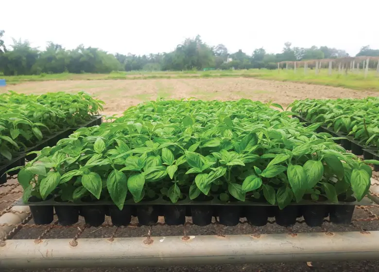 ดีเดย์ 7 สิงหาคม กรมวิชาการเกษตร เปิดลงทะเบียนแจกฟรีต้นกล้าพันธุ์ฟ้าทะลายโจร 2 สายพันธุ์สารสำคัญสูง