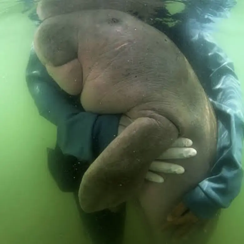 ครบ 2 ปี สูญเสียน้องมาเรียม "วราวุธ" ย้ำเป้าหมายปี 65 มีพะยูน 280 ตัว