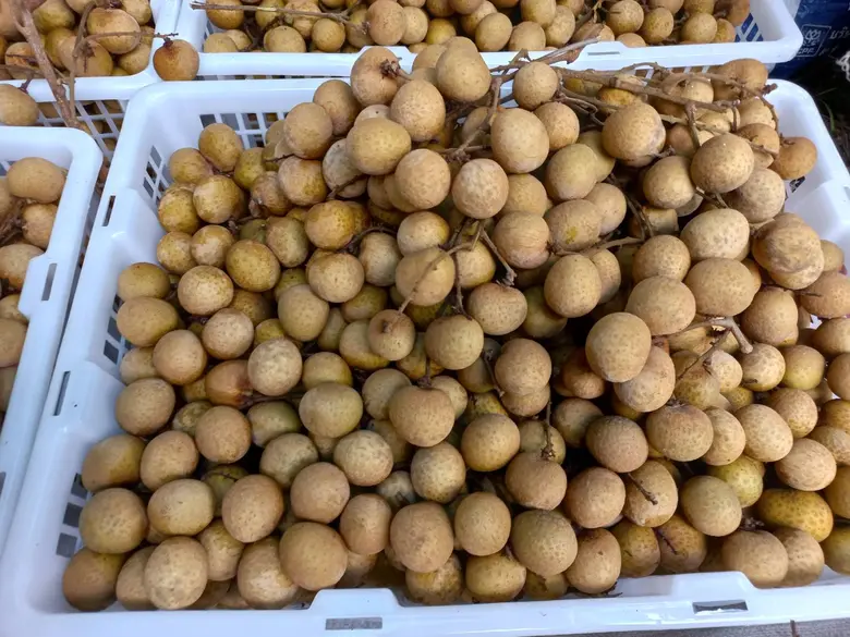 นางสาวมนัญญา ไทยเศรษฐ์ รัฐมนตรีช่วยว่าการ...