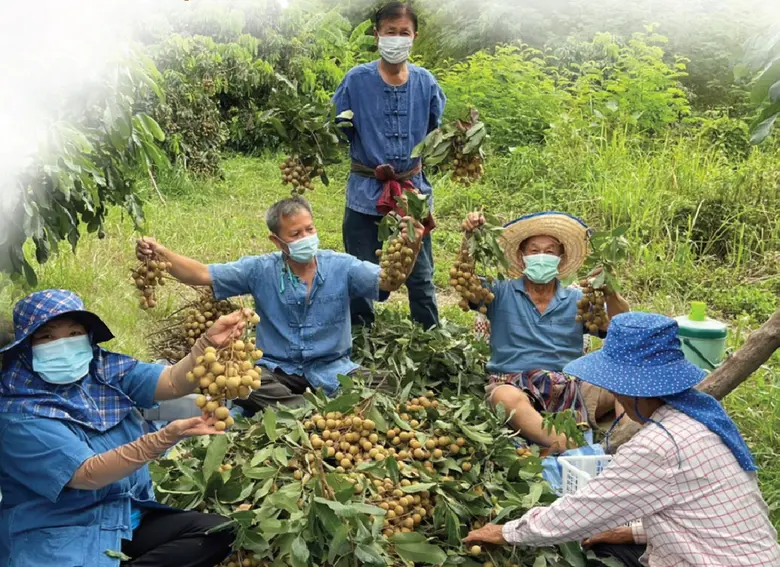 แม็คโคร จัดโครงการ "ลำไย ปันสุข...คืนสุข สู่ชุมชน ปี 2"  ช่วยชาวสวนระบายผลผลิต พร้อมกระจายบุญซื้ออุปกรณ์การแพทย์สู้โควิด