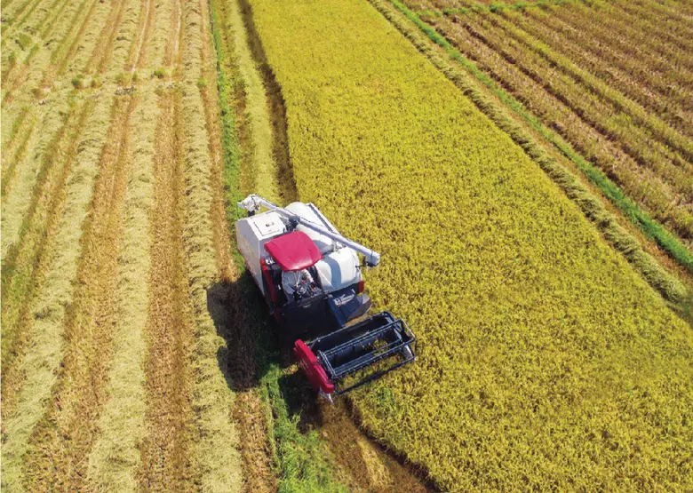 ยันม่าร์อัพเกรดรถเกี่ยวนวดข้าวตู้แอร์ที่ขับสบายอย่างเดียวไม่พอ ต้องเกี่ยวดี ได้ข้าวสะอาด ลดการสูญเสีย ข้าวไม่ร่วงหล่น