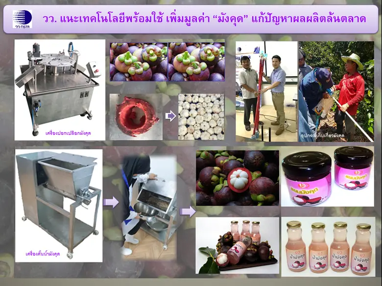 วว. แนะเทคโนโลยีพร้อมใช้ เพิ่มมูลค่า "มังคุด"  แก้ปัญหาผลผลิตล้นตลาด/ปัญหาการส่งออกจากผลกระทบโควิด-19