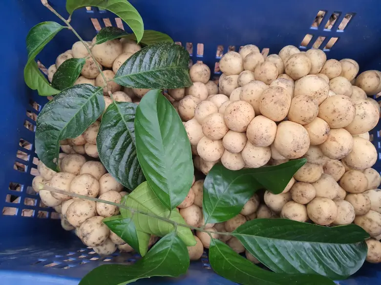 นางพัชรารัตน์ ลิ้มศิริกุล ผู้อำนวยการสำนั...