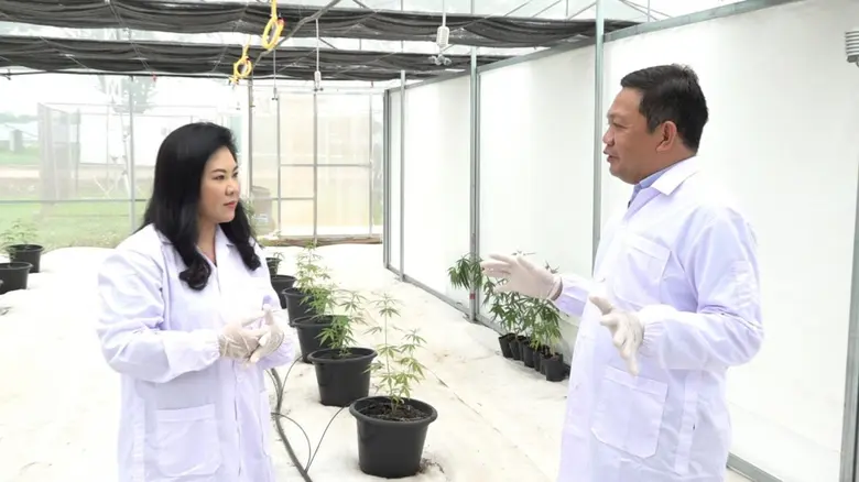 "แคนนาบิซ เวย์" วางระบบ "นวัตกรรมเกษตรอัจฉริยะ" (CSF) ตอบโจทย์การปลูกกัญชง-กัญชาในทุกสภาวะ เหมาะกับทุกสายพันธุ์