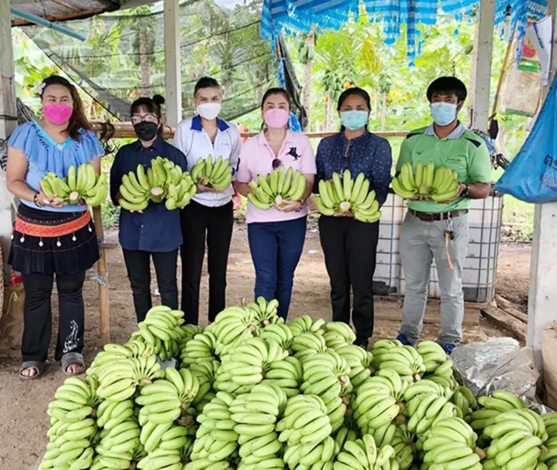 เนเจอร์ เฮิร์บ ช่วยเหลือเกษตรกร เหมากล้วยหอมเขียวคาเวนดิช 2 ตัน แจกจ่ายให้กับประชาชนจังหวัดปทุมธานี