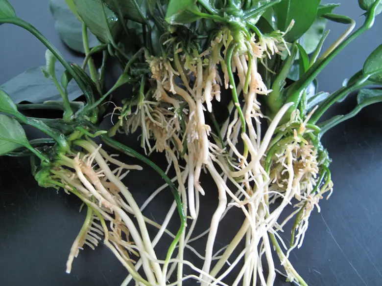 นักวิจัยไทยเฉียบ สร้างนวัตกรรมชุดตรวจศัตรูพืชอย่างง่ายแม่นยำสูง รู้ผลไว เกษตรกรตรวจเองได้