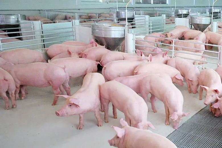 "ระบบไบโอซีเคียวริตี้"  ป้องหมูซีพีปลอดโรค ผู้บริโภคปลอดภัย