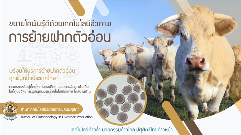 กรมปศุสัตว์ ใช้เทคโนโลยีชีวภาพมาใช้ในการปรับปรุง แล...