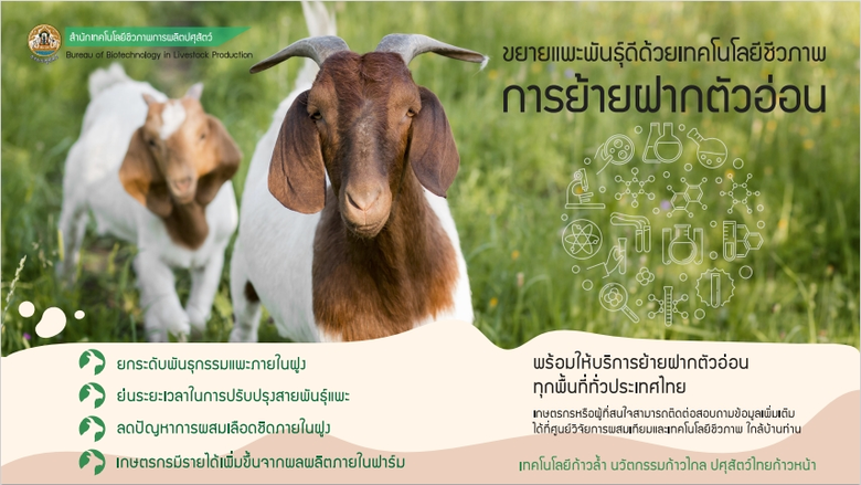 กรมปศุสัตว์ ยกระดับการขยายพันธุ์ดีด้วยเทคโนโลยีชีวภ...