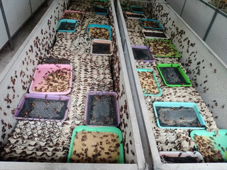 วว. จัดอบรมฟรี! เทคนิคเลี้ยงจิ้งหรีดปลอดสารก่อภูมิแพ้และการแปรรูปจิ้งหรีดอย่างง่าย