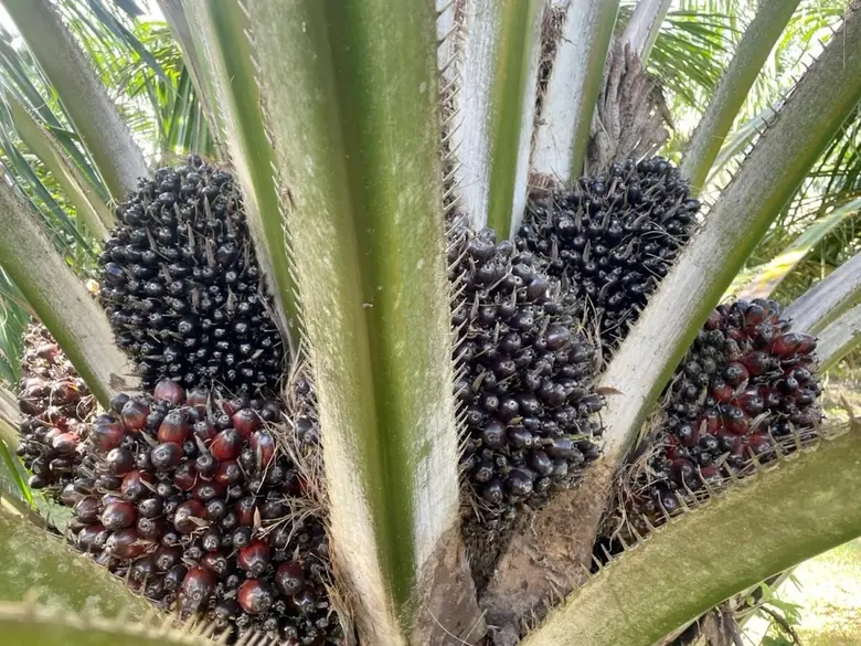 มัดรวมเทคโนโลยีผลิตปาล์มน้ำมันคุณภาพส่งต่อเกษตรกรเมืองร้อยเกาะ ต้นทุนลด ผลผลิตเพิ่มจากเดิมกว่า 2 เท่า