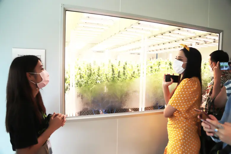 AROKAYA Wellness Sala Play La Ploen Buriram introduces a new wellness destination: a tap into ancient southern Isan Arokaya Sala treatments, natural medicine prescriptions, and medical cannabis and hemp