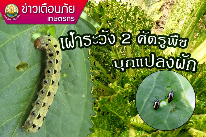 นายศรุต สุทธิอารมณ์ ผู้อำนวยการสำนักวิจัย...