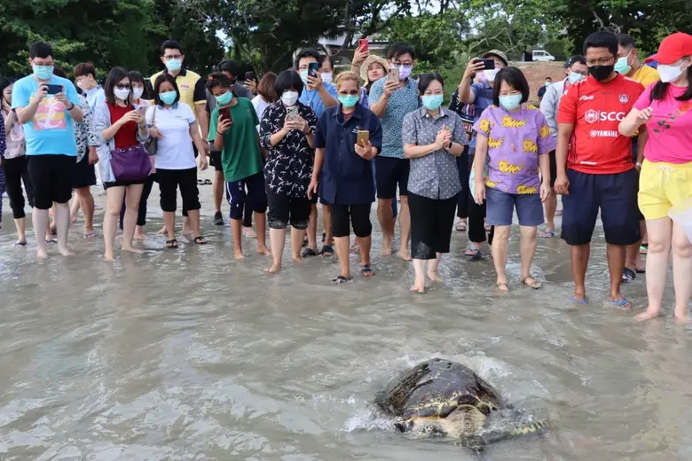 ม.พะเยา จัดกิจกรรม CSR ปล่อยสัตว์ทะเล 'From the mountains to the sea' ศูนย์วิจัยและพัฒนาการเพาะเลี้ยงสัตว์น้ำชายฝั่งระยอง