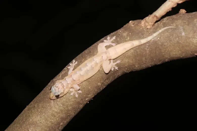 ครั้งแรกของโลกกับการค้นพบ "จิ้งจกหินวงจัน...