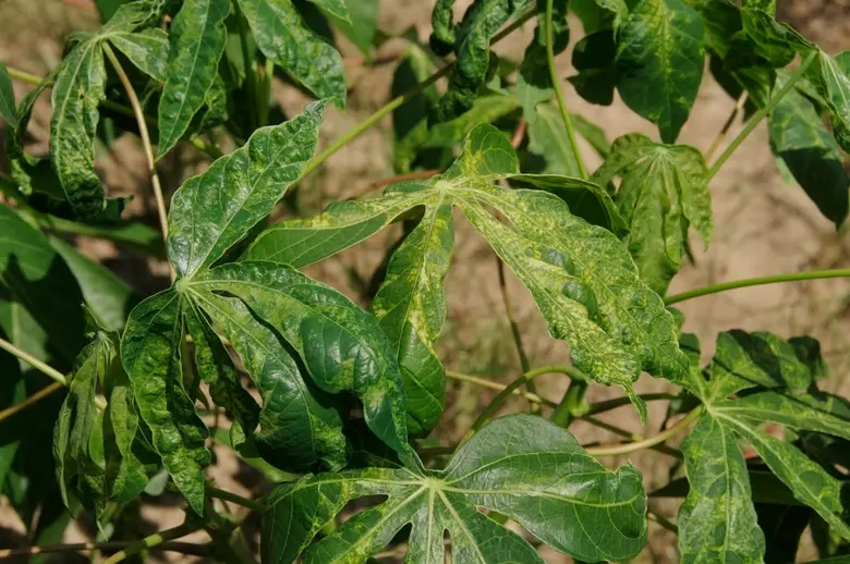 เกษตรฯ เปิดแผนวิจัยเร่งด่วนสยบโรคใบด่างมันสำปะหลัง