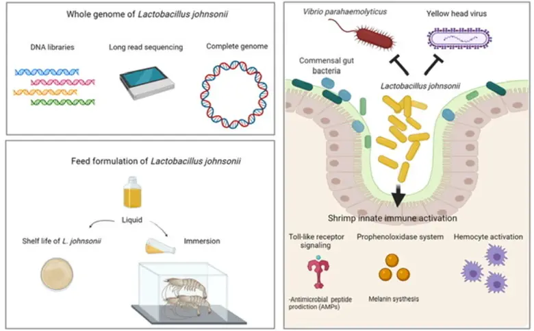 ม.มหิดล - ไบโอเทค ค้นพบ "โพรไบโอติกส์ต้านโรคสัตว์น้ำ" จากการวิจัยในระดับ "ยีน" ครั้งแรก