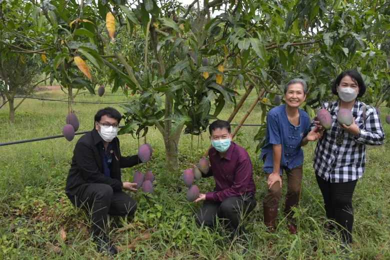 วช. สนับสนุนวิสาหกิจชุมชน "มะม่วงทับทิมทอง" จังหวัดสระแก้ว พืชเศรษฐกิจที่น่าจับตามอง