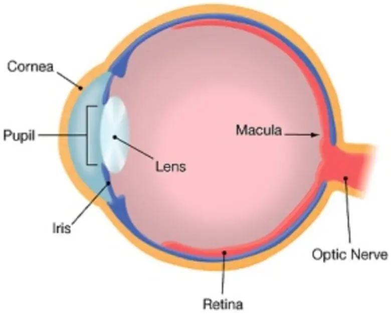ดวงตาคงจะไม่ได้เป็นเพียงหน้าต่างของหัวใจ ...