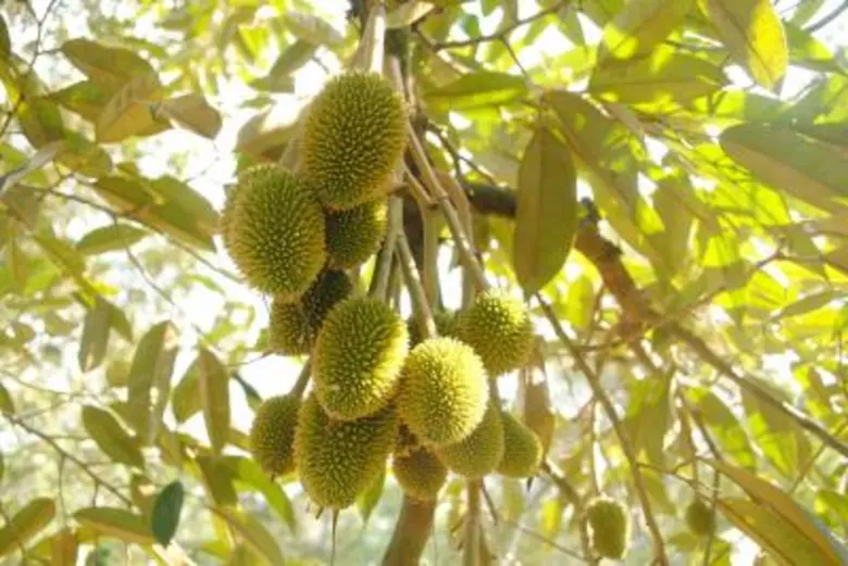 สุดยอด! สารสกัดทุเรียนอ่อนระยะตัดแต่งผล ต้านอนุมูลอิสระ  ทีมวิจัยจุฬาฯ เล็งผลิตเครื่องสำอาง สร้างมูลค่าของเหลือการเกษตร