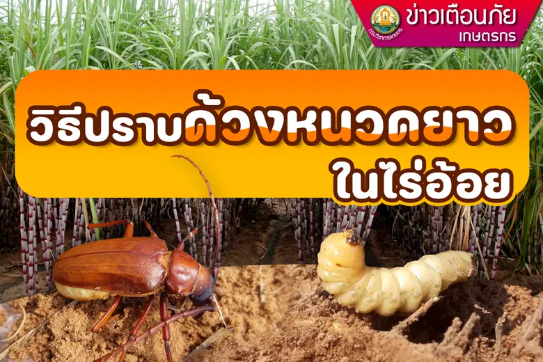 นายศรุต สุทธิอารมณ์ ผู้อำนวยการสำนักวิจัย...