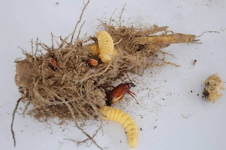 แนะวิธีปราบด้วงหนวดยาวในไร่อ้อย พบเข้าทำลายทั้งอ้อยปลูกใหม่และในระยะแตกกอ