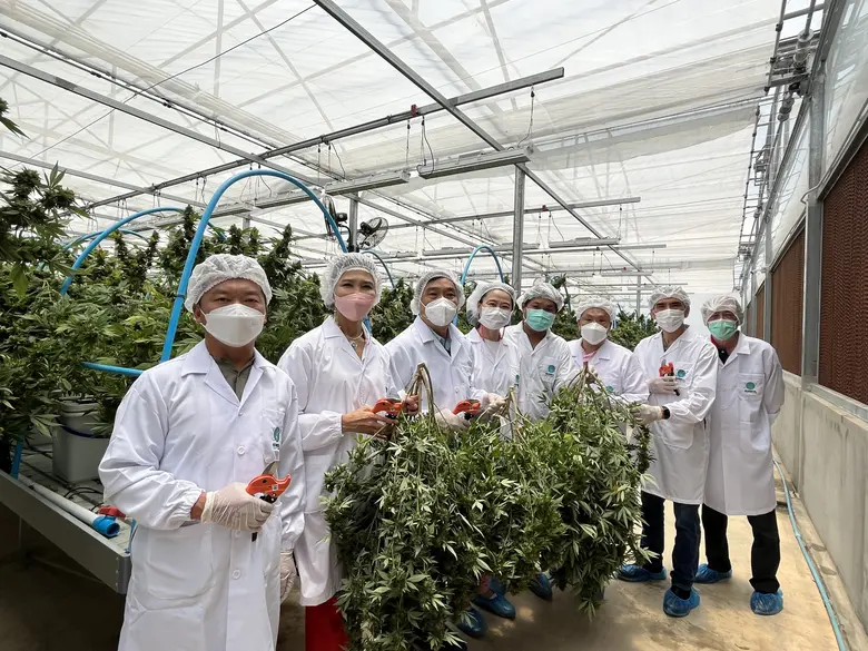 "GUNKUL" ได้ฤกษ์ตัดริบบิ้นช่อดอกกัญชง