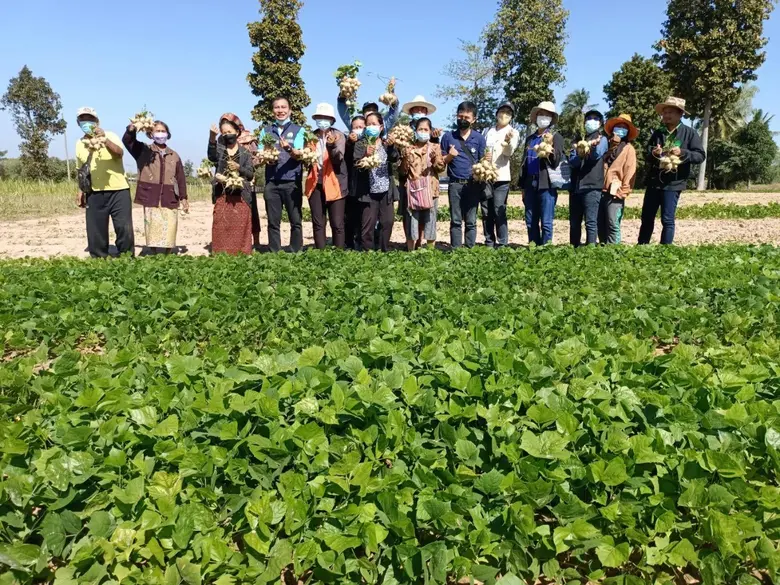 ชูเทคโนโลยีชีวภัณฑ์และปุ๋ยชีวภาพเพิ่มคุณภาพและผลผลิตมันแกว เกษตรกรรายได้พุ่งกว่าหมื่นบาทต่อไร่