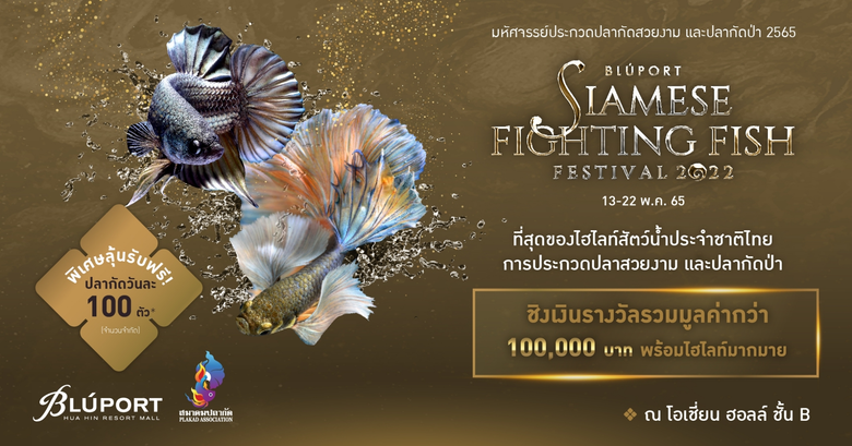 บลูพอร์ต หัวหิน ร่วมกับสมาคมปลากัด ส่งเสร...