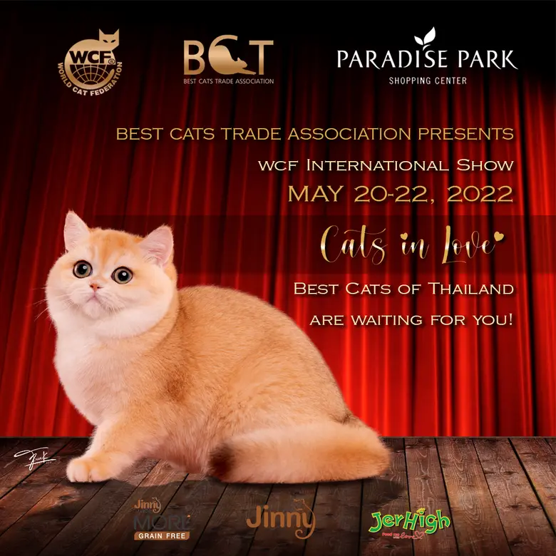 หากคุณเป็นทาสแมว ไม่ควรพลาด พาราไดซ์ พาร์...