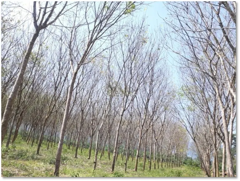 ดร.กฤษดา สังข์สิงห์ ผู้อำนวยการสถาบันวิจั...