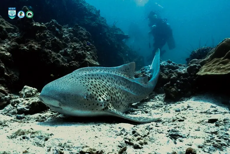 ESC สร้างเยาวชนผู้พิทักษ์สัตว์ ภายใต้โครงการ "Wildlife Guardian"