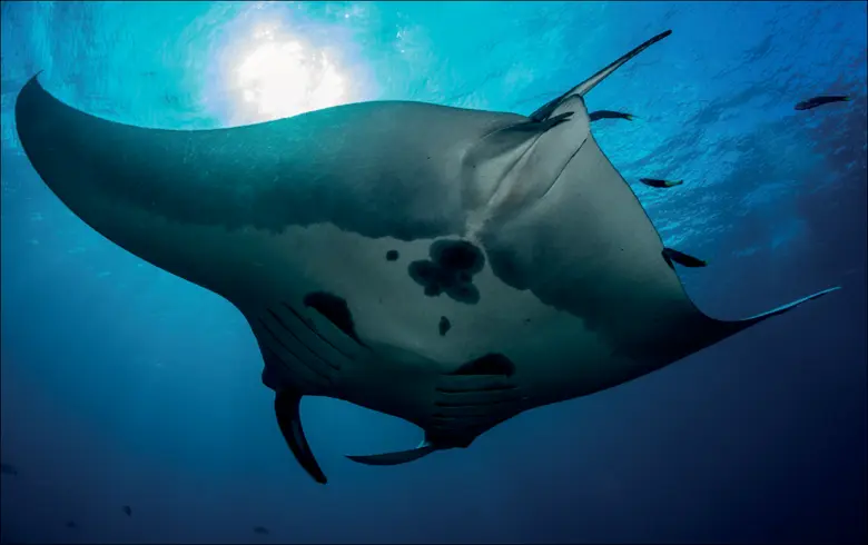 Panerai (พาเนราย) แบรนด์นาฬิกาหรูระดับโลก...