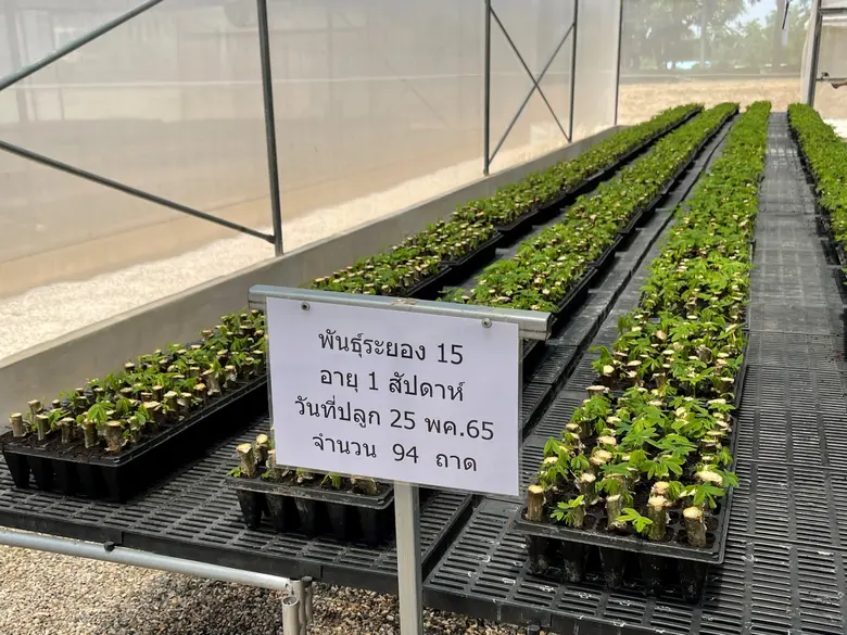 อายิโนะโมะโต๊ะ ร่วมมือกับ สวทช. ส่งเสริมการใช้เทคโนโลยีชุดตรวจโรคใบด่างมันสำปะหลัง เพื่อคัดกรองท่อนพันธุ์มันสำปะหลังปลอดโรคก่อนส่งมอบให้เกษตรกร