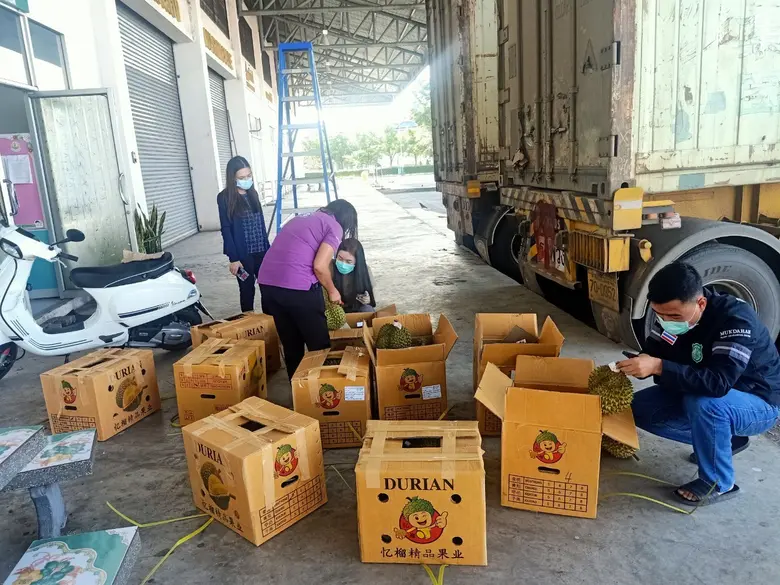 กรมวิชาการเกษตร สกัดทุเรียนด้อยคุณภาพมูลค่ากว่า 2 ล้านบาทเตรียมส่งออกจีน