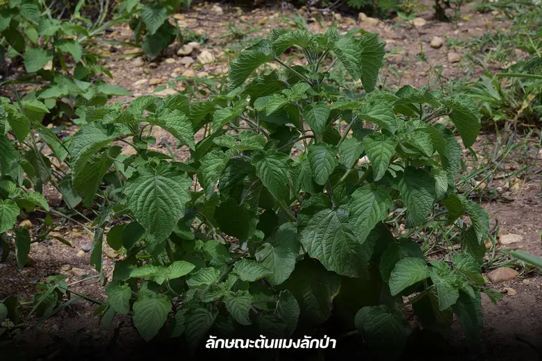 กรมวิชาการเกษตร ค้นพบสารสำคัญในแมงลักป่าฆ...