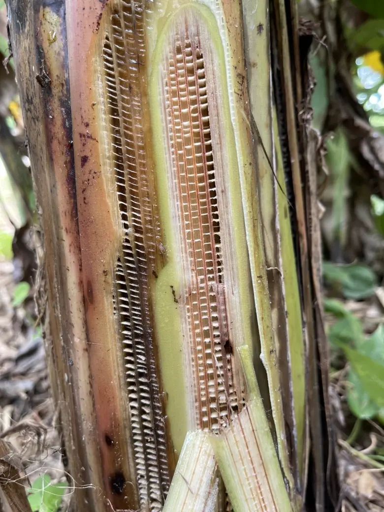 ช่วงฤดูฝน เตือน เกษตรกรเฝ้าระวังโรคตายพรา...