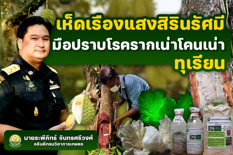 กรมวิชาการเกษตร วิจัยพบสารสกัดจากเห็ดเรือ...